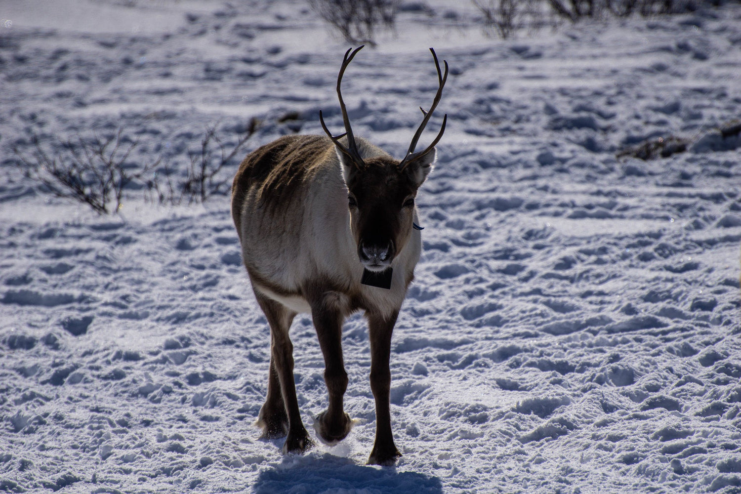 Tierpflegeprodukte – Langanhaltende Pflege mit Arseptum Longtime - Bodyguard-shop